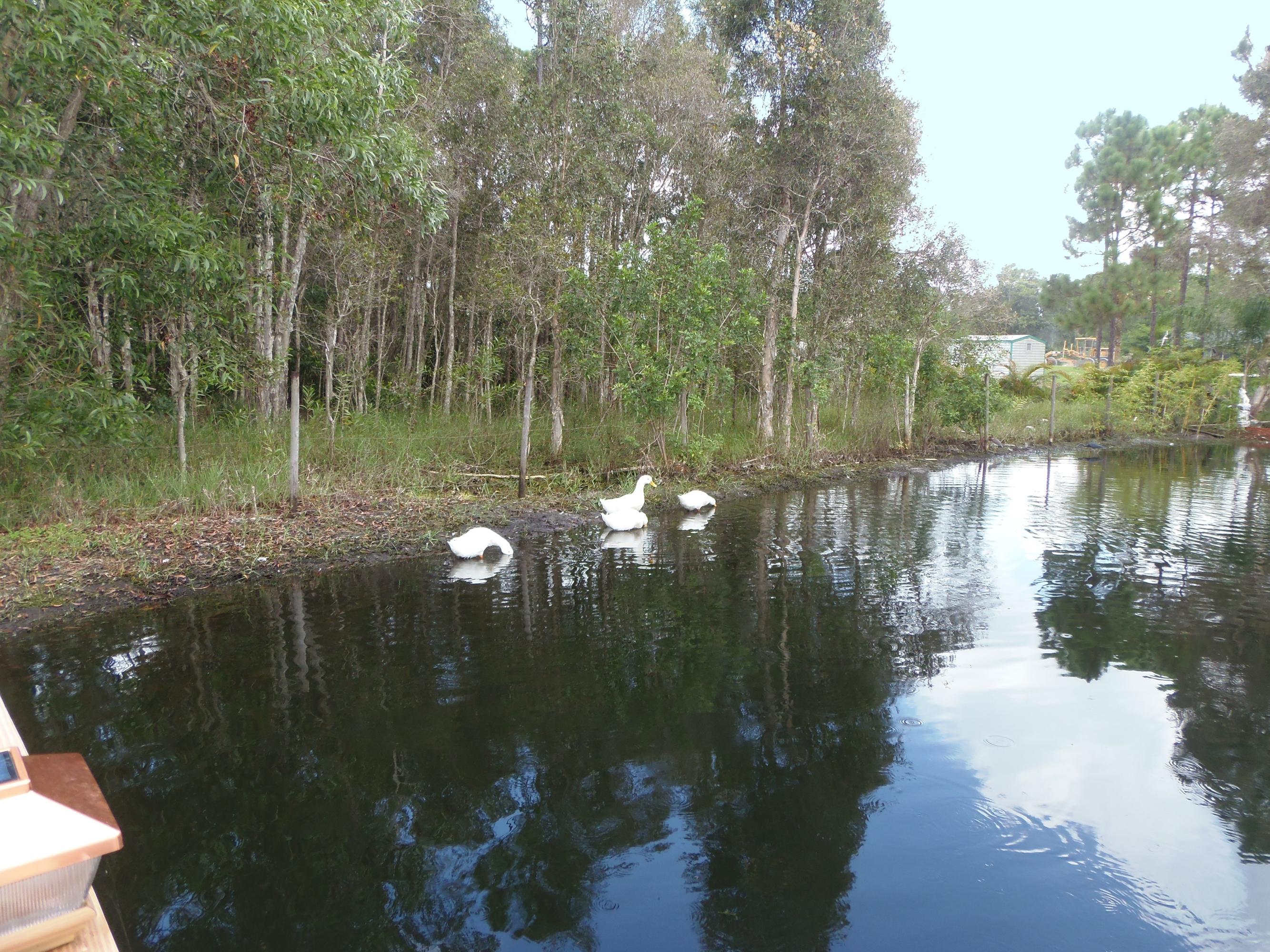 17413 43rd Road North Loxahatchee, FL 33470 - Photo 45 of 46 Pond