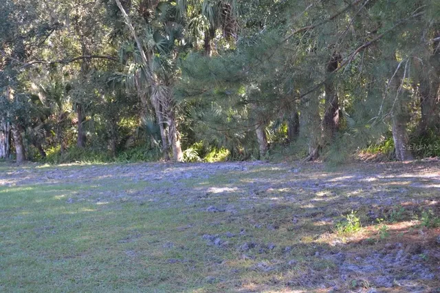 a view of a garden with a tree