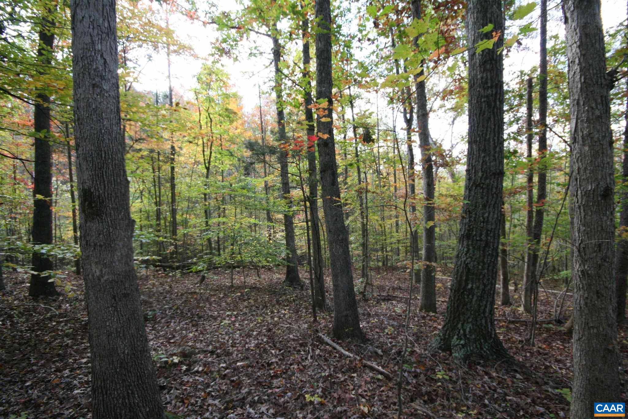 Tba Lot A Tba Road Howardsville, VA 24562 - Photo 36 of 64 a view of a forest that has large trees