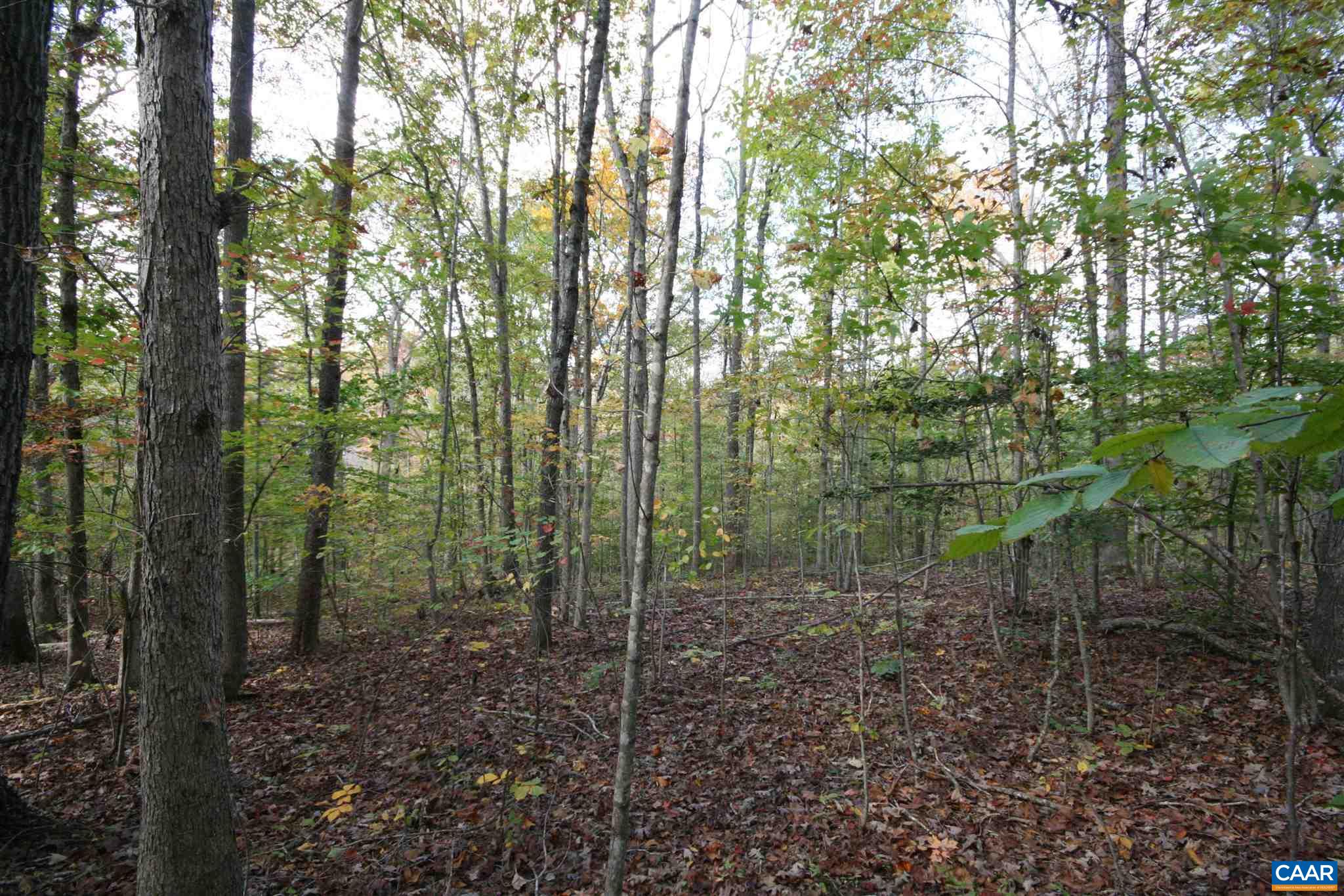 Tba Lot A Tba Road Howardsville, VA 24562 - Photo 37 of 64 a view of a forest that has large trees