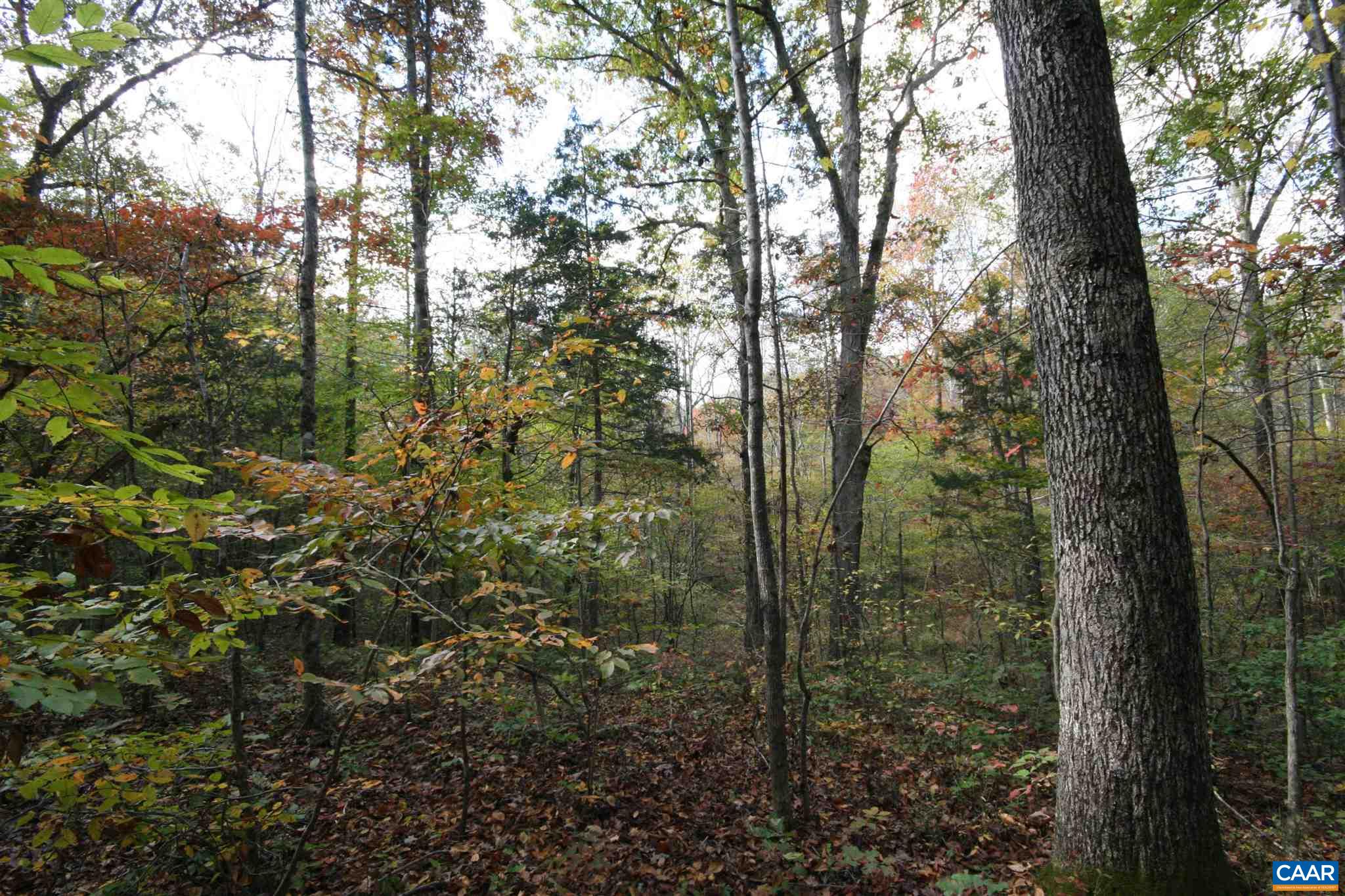 Tba Lot A Tba Road Howardsville, VA 24562 - Photo 38 of 64 a view of a forest that has large trees