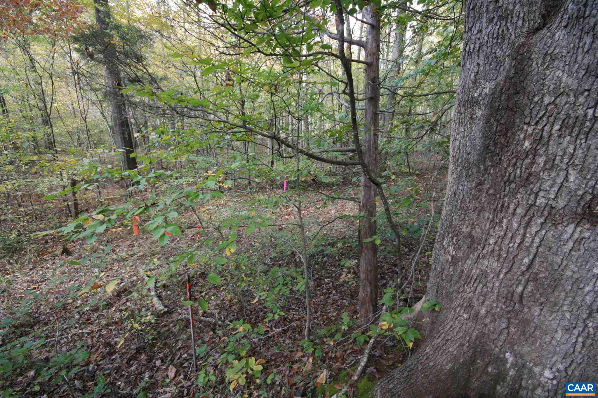 Tba Lot A Tba Road Howardsville, VA 24562 - Photo 40 of 64 a view of a forest filled with trees