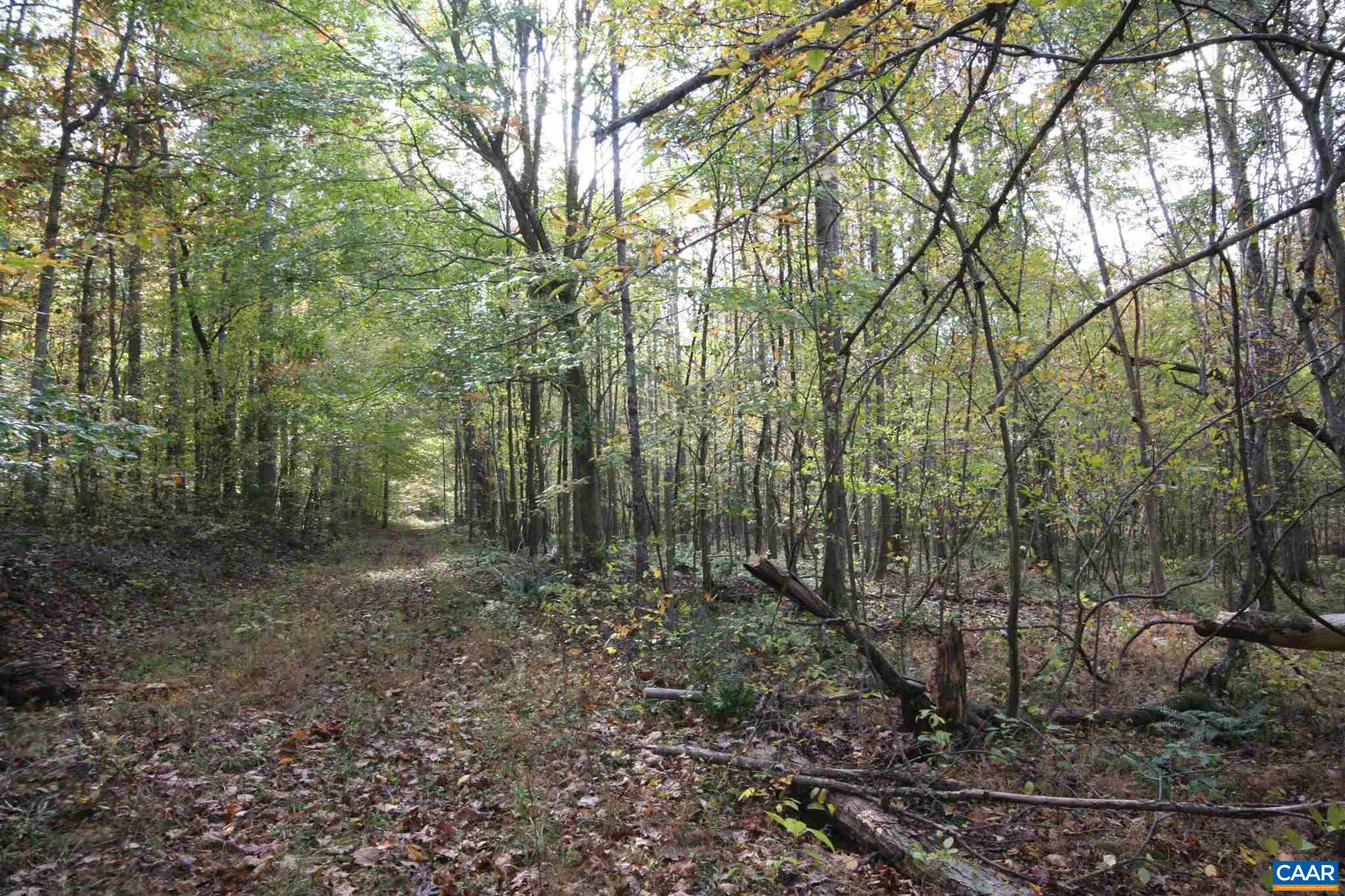 Tba Lot A Tba Road Howardsville, VA 24562 - Photo 43 of 64 a view of a forest with trees
