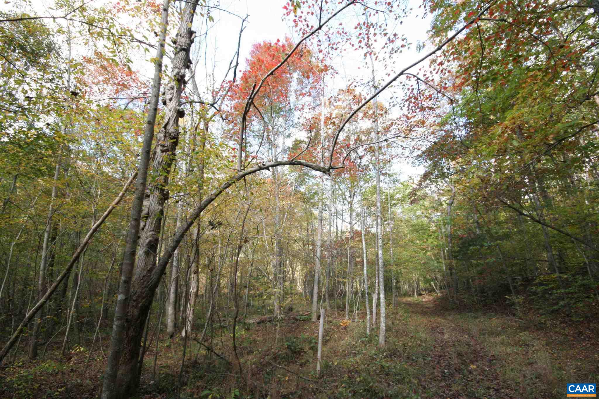 Tba Lot A Tba Road Howardsville, VA 24562 - Photo 44 of 64 a view of a forest with large trees