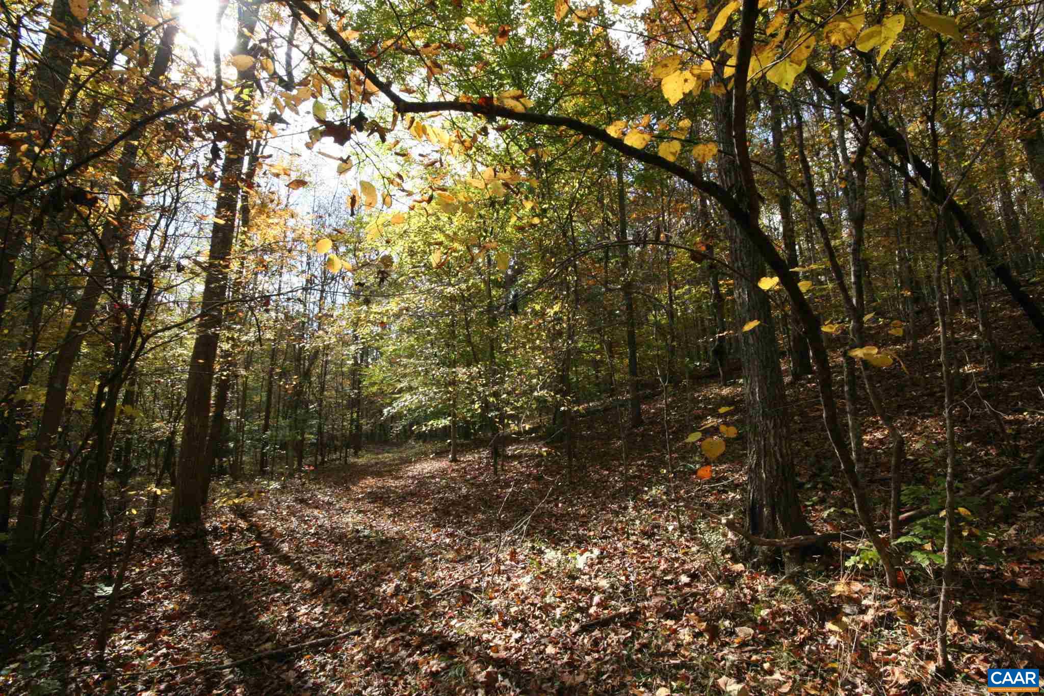 Tba Lot A Tba Road Howardsville, VA 24562 - Photo 59 of 64 a view of a forest with trees in front of it