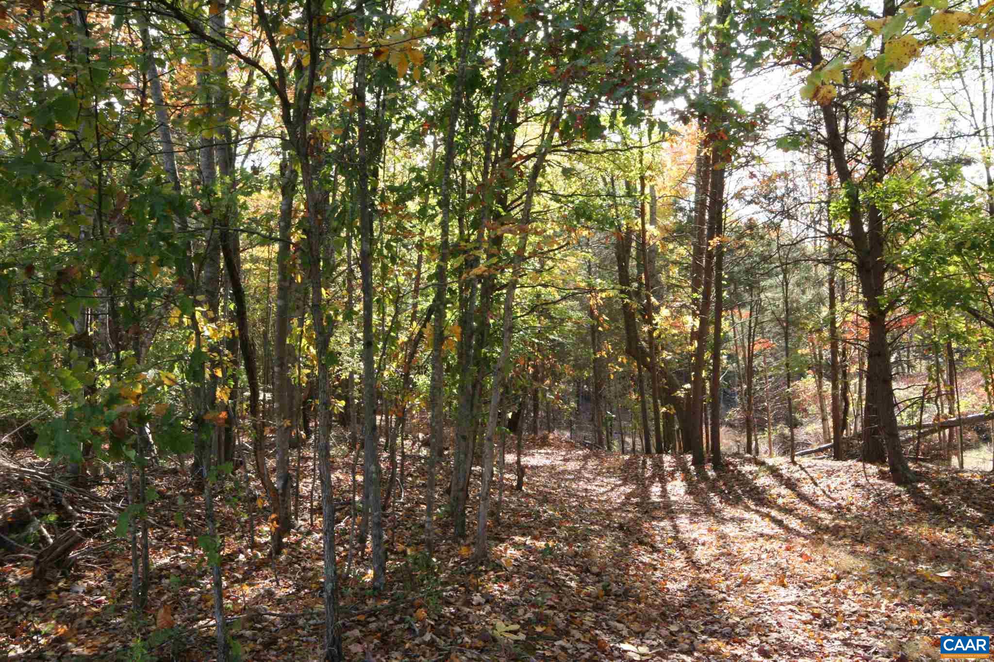 Tba Lot A Tba Road Howardsville, VA 24562 - Photo 6 of 64 a view of forest