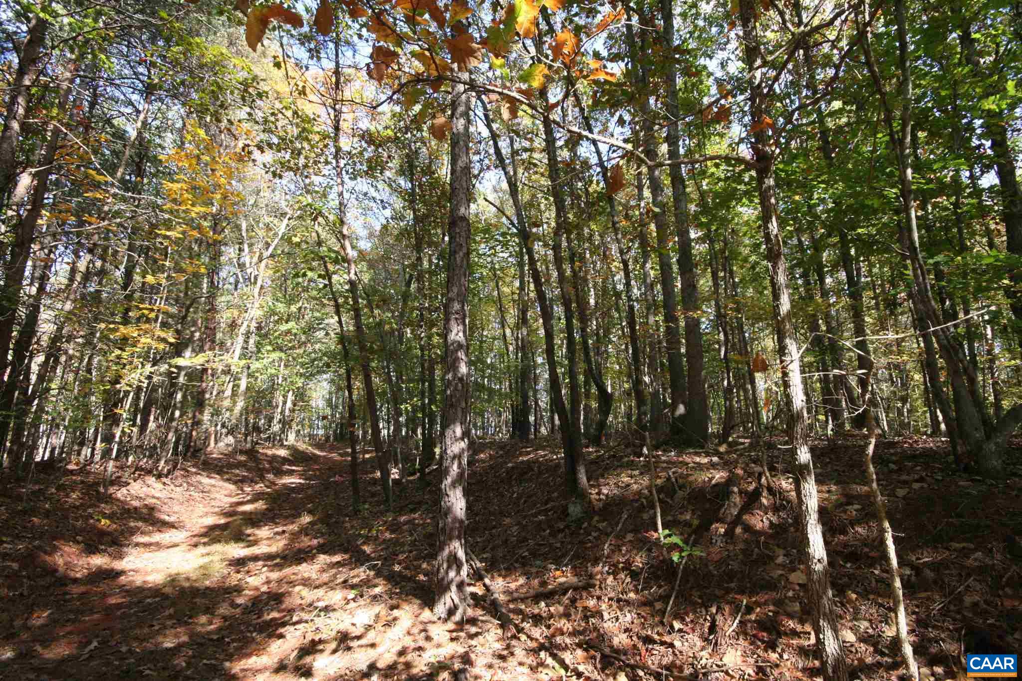 Tba Lot A Tba Road Howardsville, VA 24562 - Photo 7 of 64 a view of forest