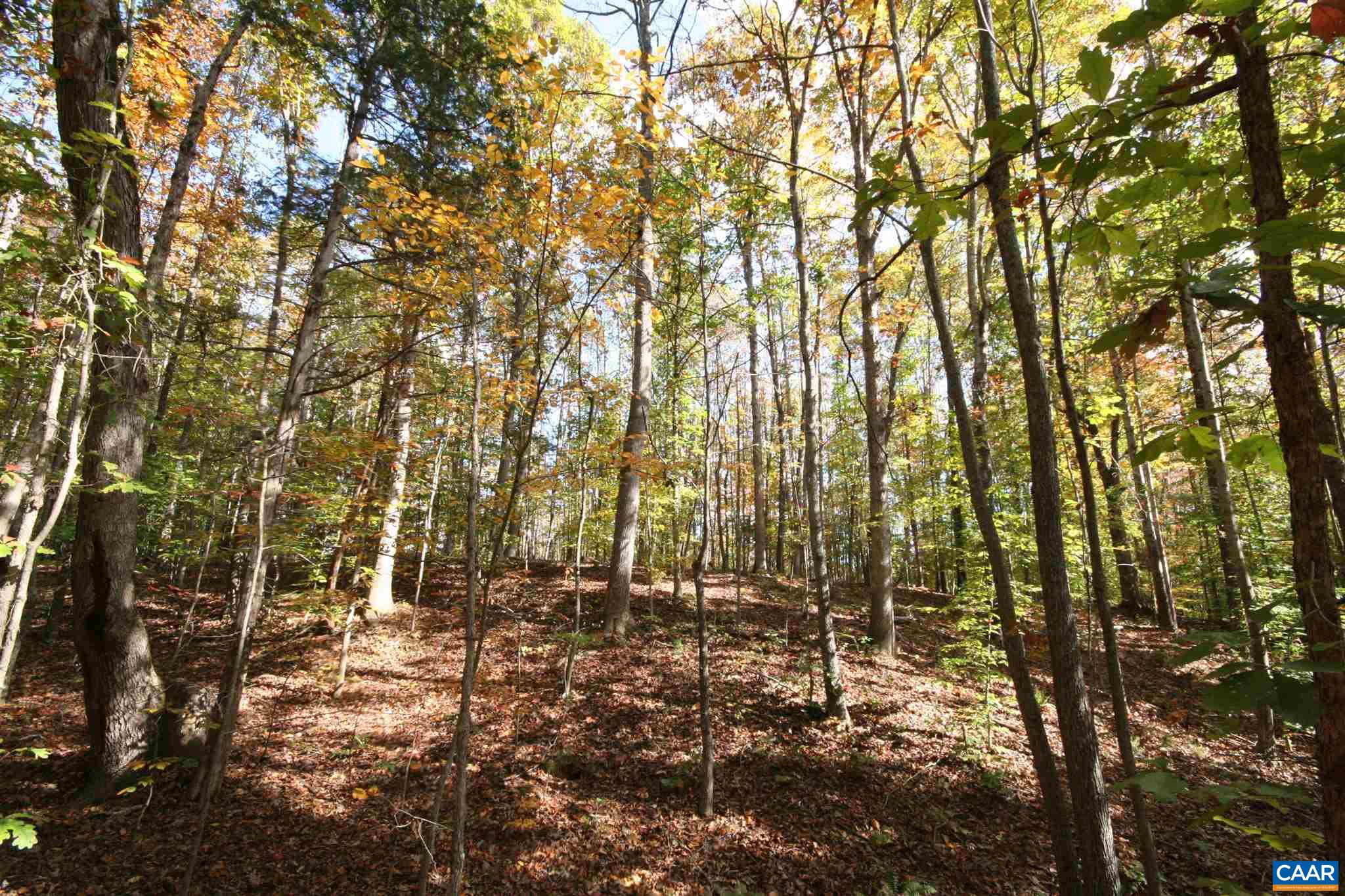 Tba Lot A Tba Road Howardsville, VA 24562 - Photo 8 of 64 a view of yard