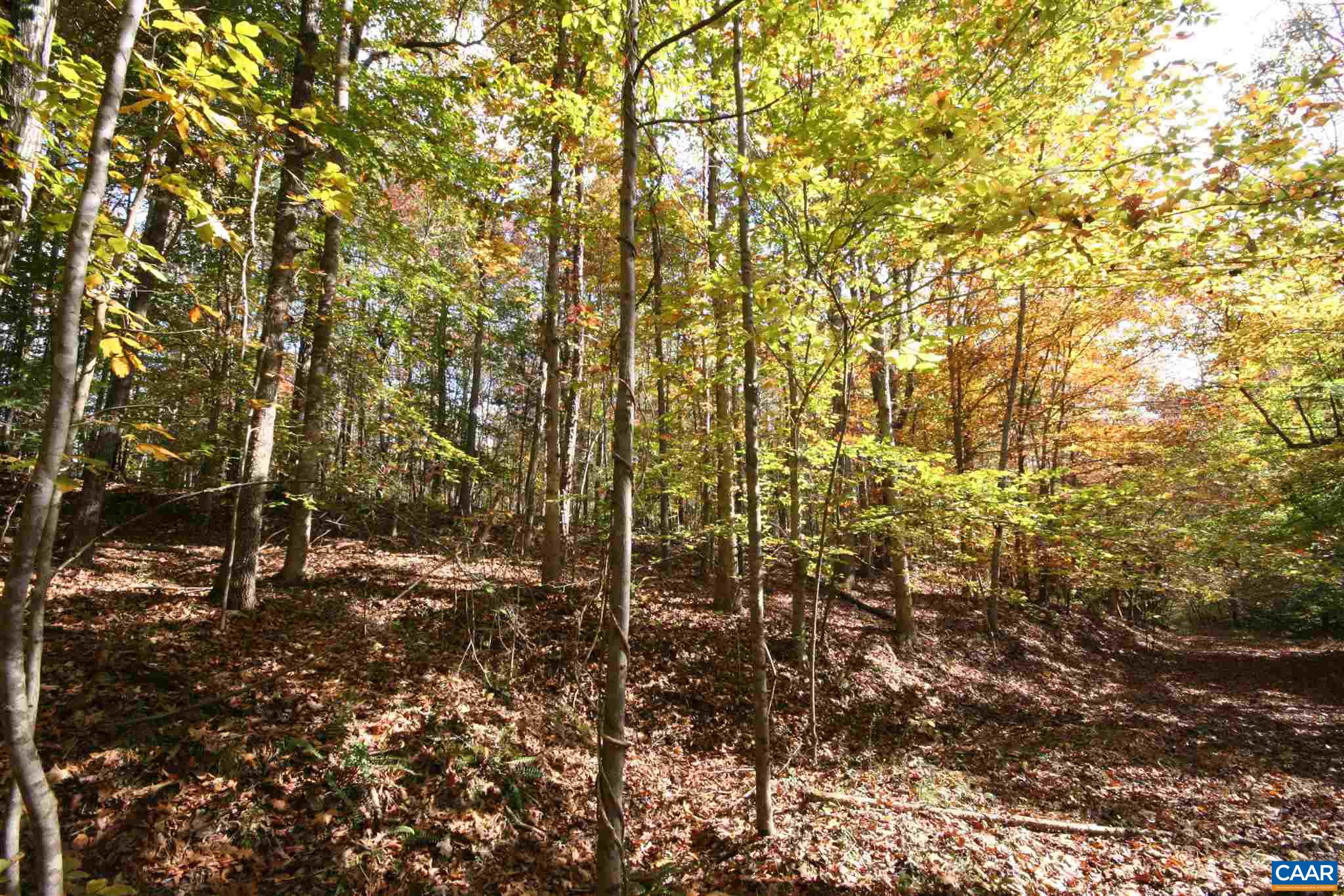 Tba Lot A Tba Road Howardsville, VA 24562 - Photo 10 of 64 a view of a yard with a tree