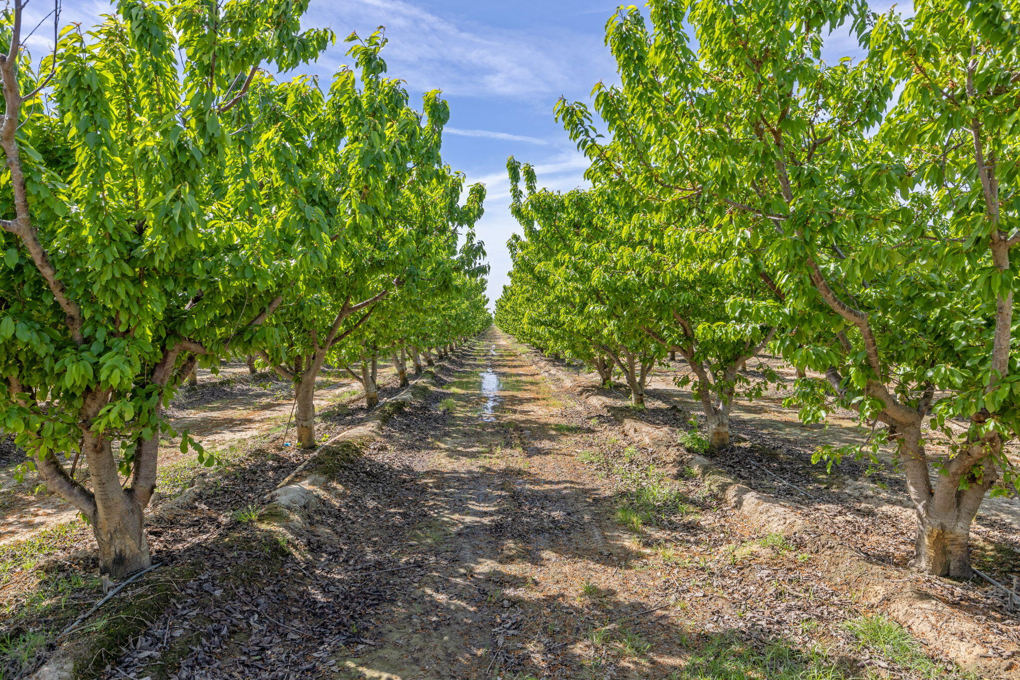 West Hanford Armona Road Lemoore, CA 93245 - Photo 2 of 9 a backyard of a house with lots of green space