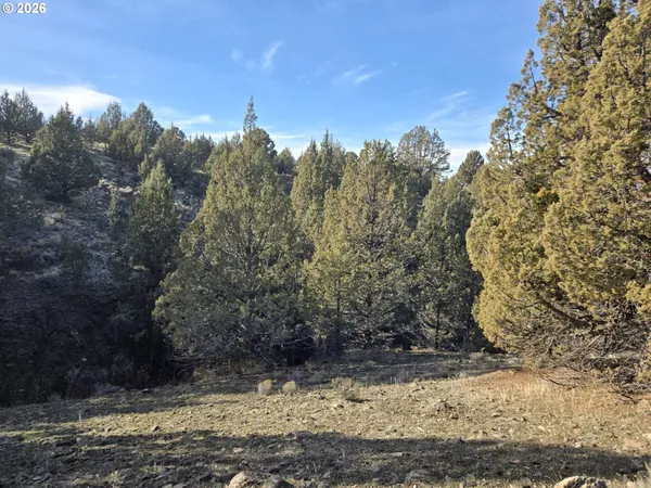 a view of a yard with trees