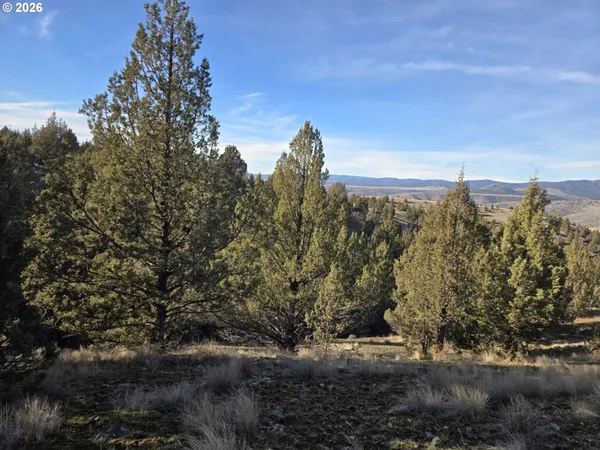 a view of a forest