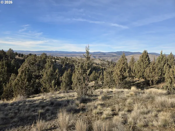 a view of a field with a tree in the background