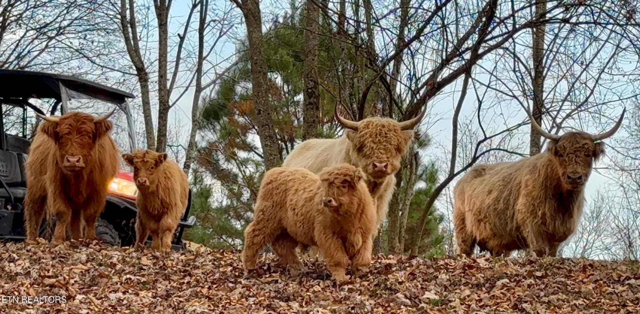 183 Laurel Road Clinton, TN 37716 - Photo 47 of 59 a backyard of a house with lots of green space