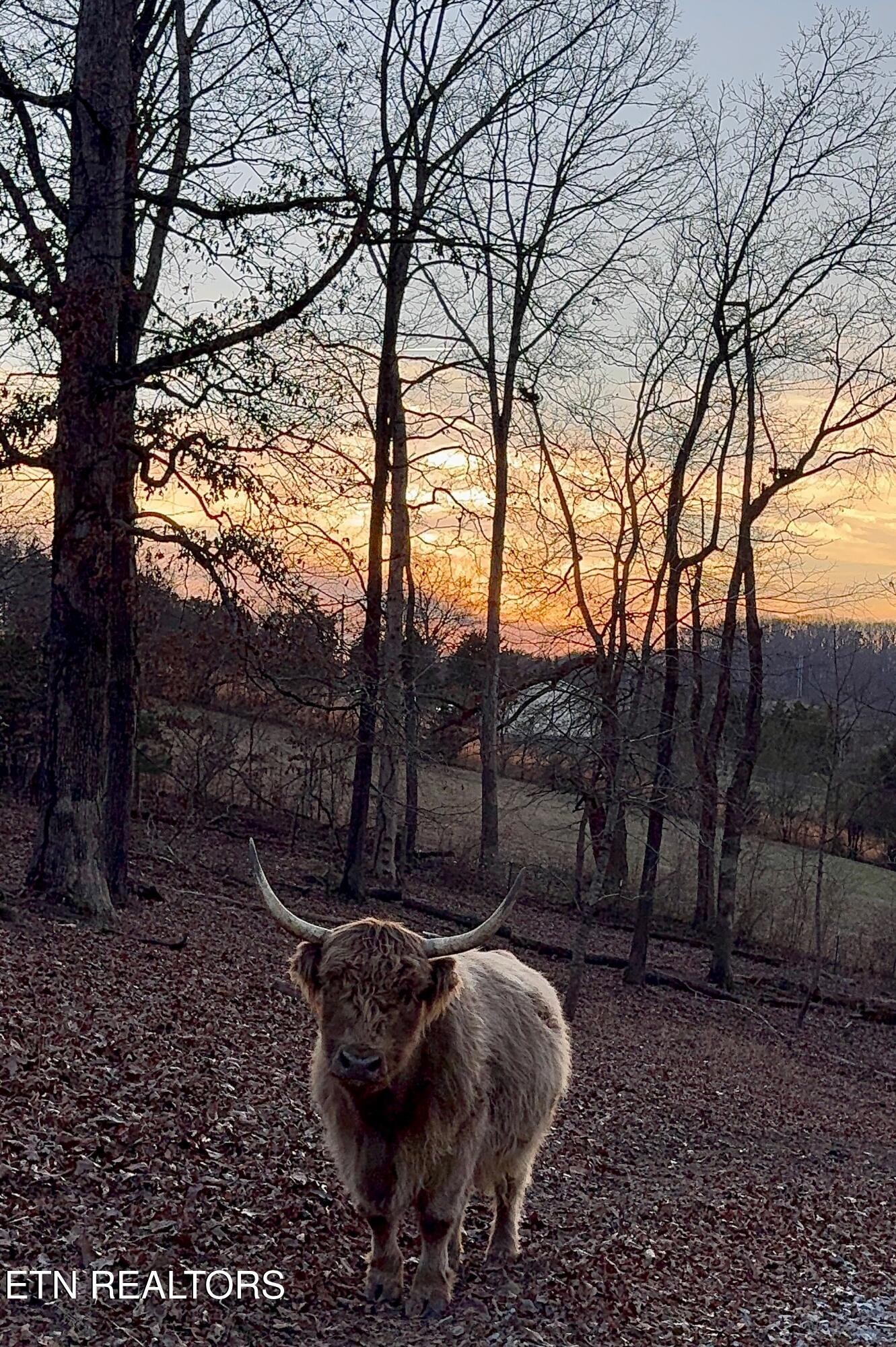 183 Laurel Road Clinton, TN 37716 - Photo 48 of 59 a backyard of a house with lots of green space