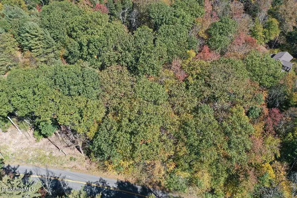 a view of a forest with a tree