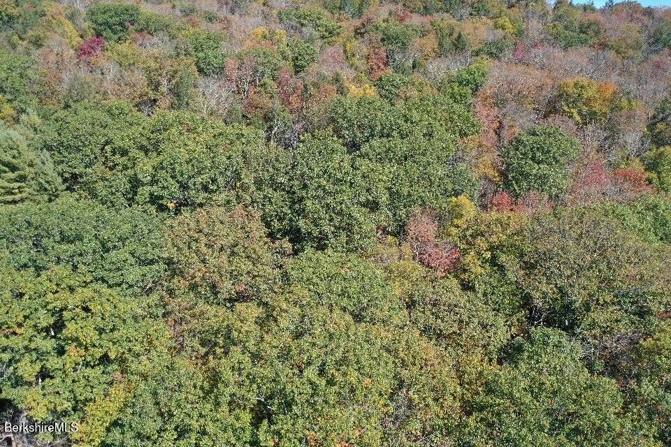 1 Wade Inn Road Becket, MA 01223 - Photo 8 of 9 a view of a forest with a tree