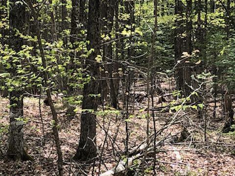 Lot 19 Shore Road Dexter, ME 04930 - Photo 3 of 19 IMG_20230511_153625
