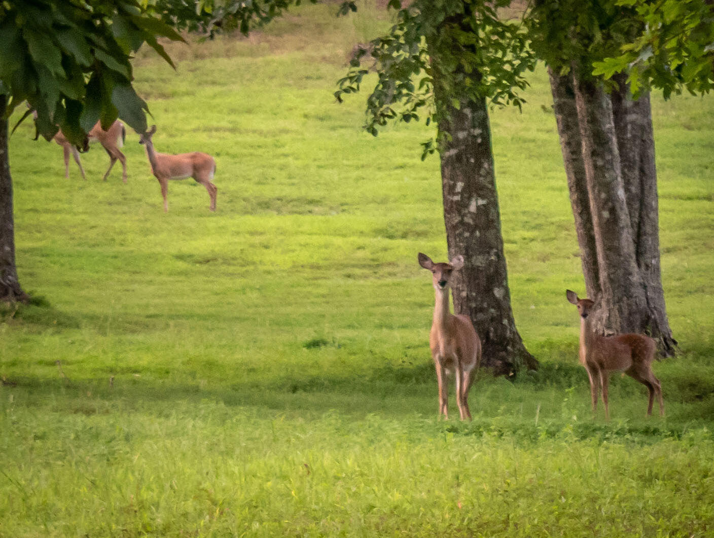 28 Autumn Way Dunlap, TN 37327 - Photo 98 of 102 DSC_0355-2