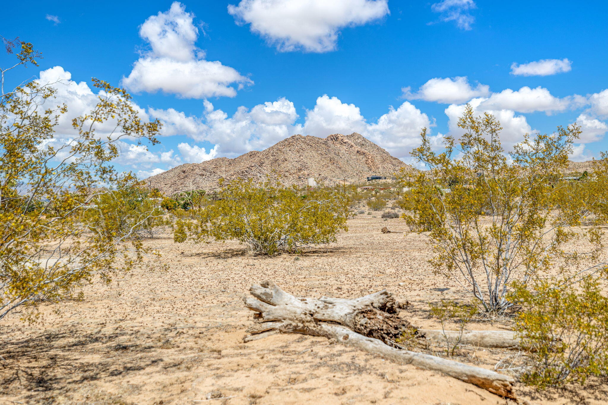 63466 Single Tree Road Joshua Tree, CA 92252 - Photo 48 of 62 43-web-or-mls-8M4A3137