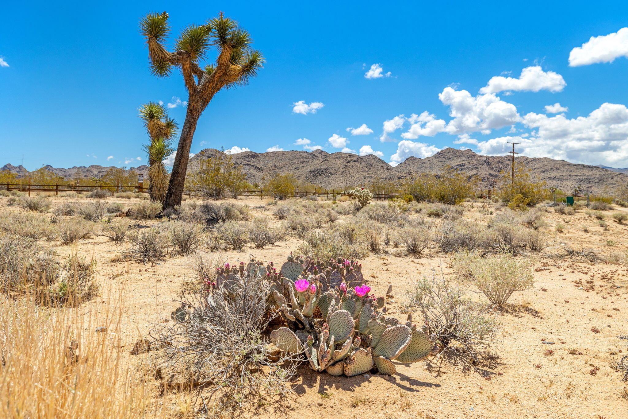 63466 Single Tree Road Joshua Tree, CA 92252 - Photo 50 of 62 45-web-or-mls-8M4A3209
