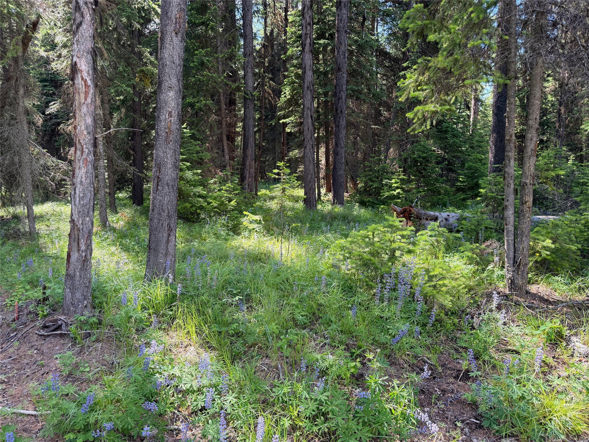 310 Moose Creek Road Polebridge, MT 59928 - Photo 35 of 38 Gallery Image 35