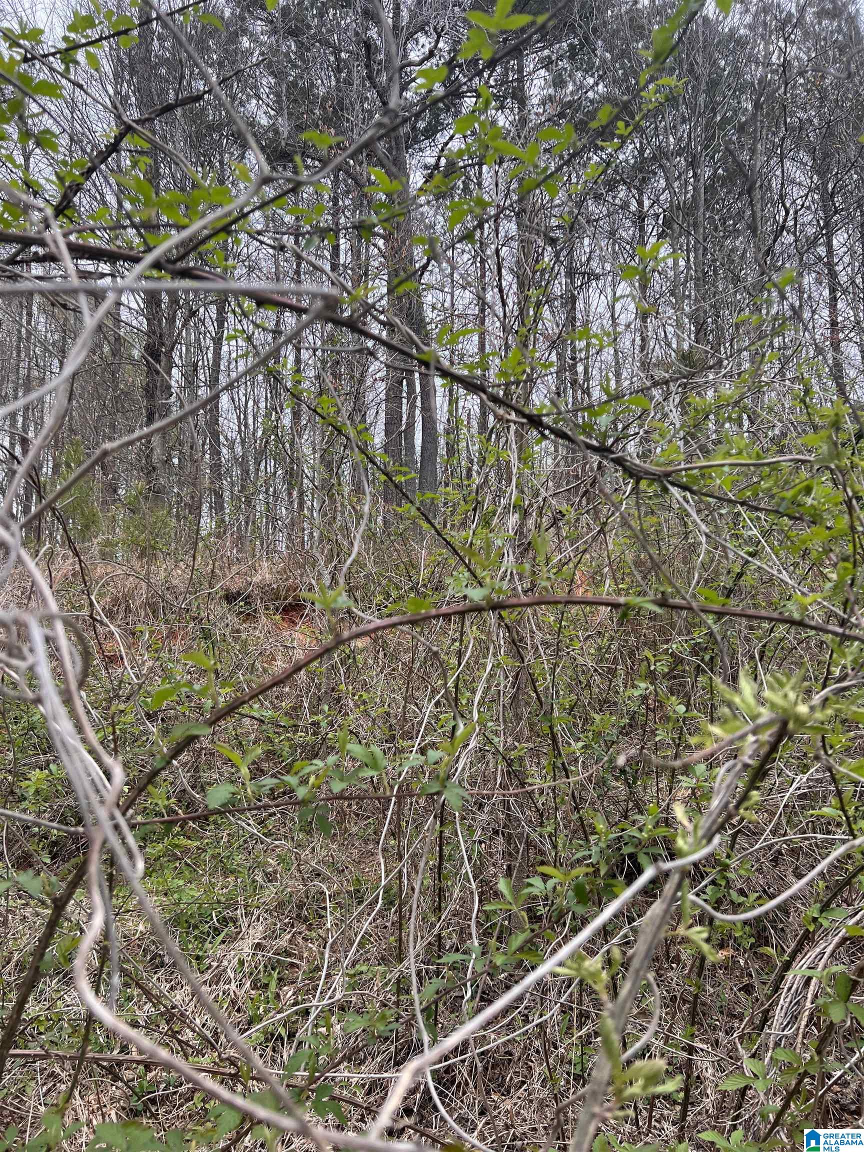 Lot A Southwest Heflin Al Southwest, Unit A Wedowee, AL 36278 - Photo 3 of 4