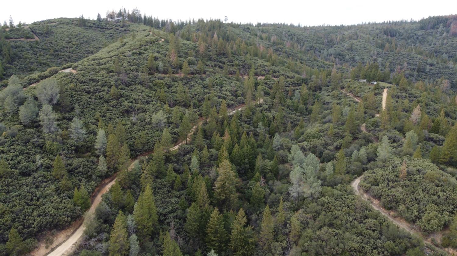 9220 Mule Skinner Road Placerville, CA 95667 - Photo 3 of 15 a view of a forest with a forest