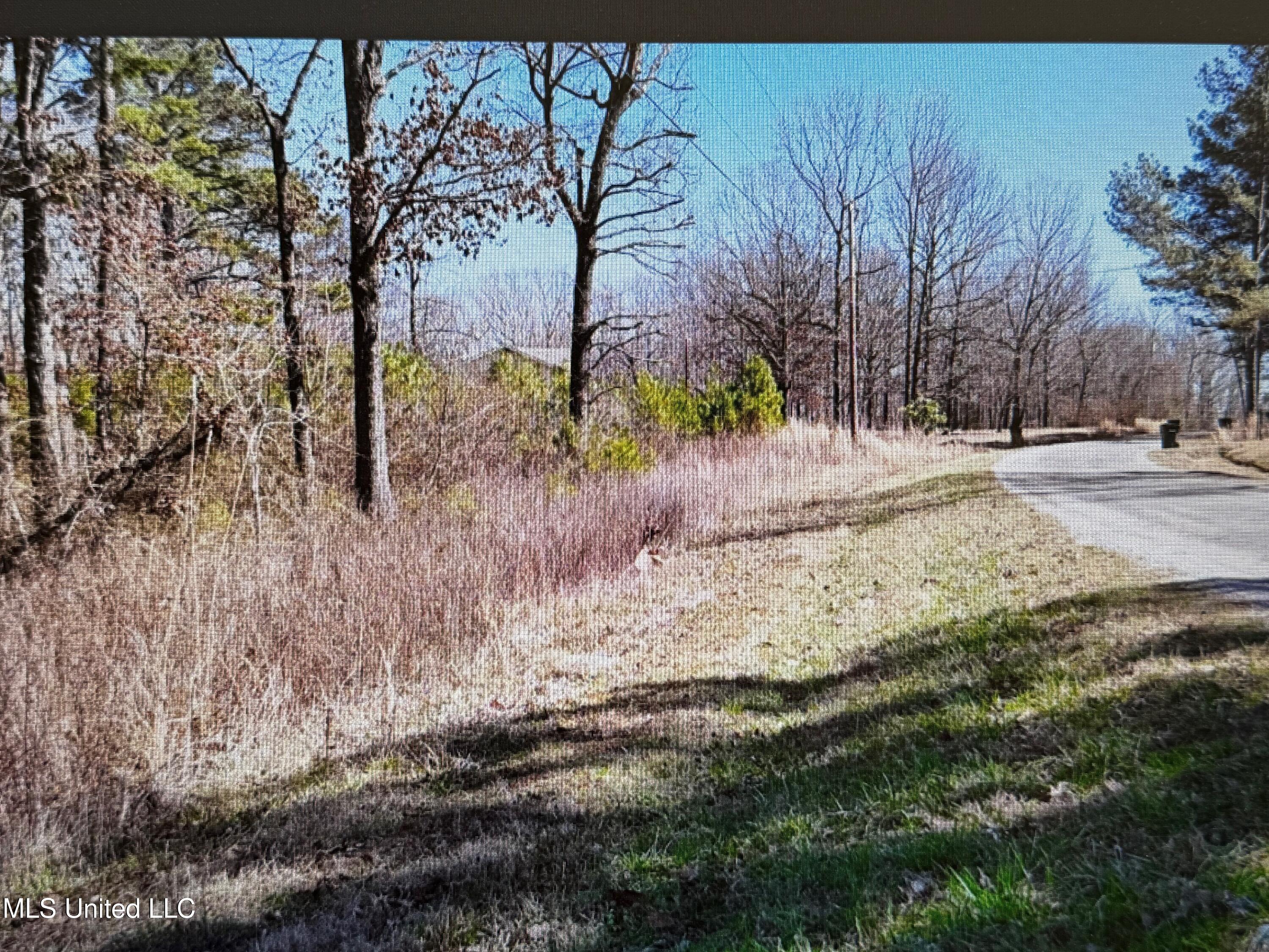 0 Red Hills Road Byhalia, MS 38611 - Photo 3 of 9 Red hills 9