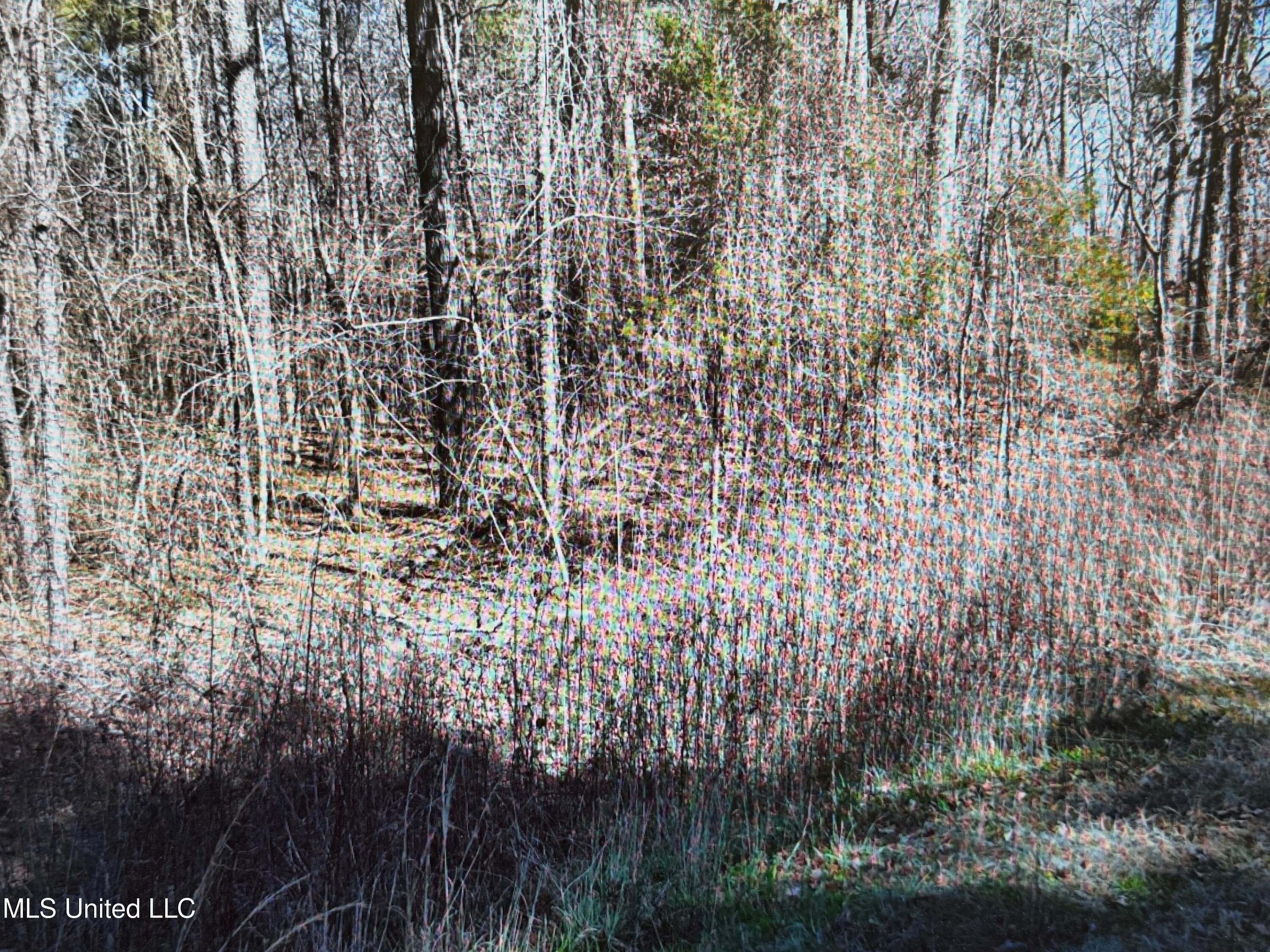 0 Red Hills Road Byhalia, MS 38611 - Photo 5 of 9 red hills 11