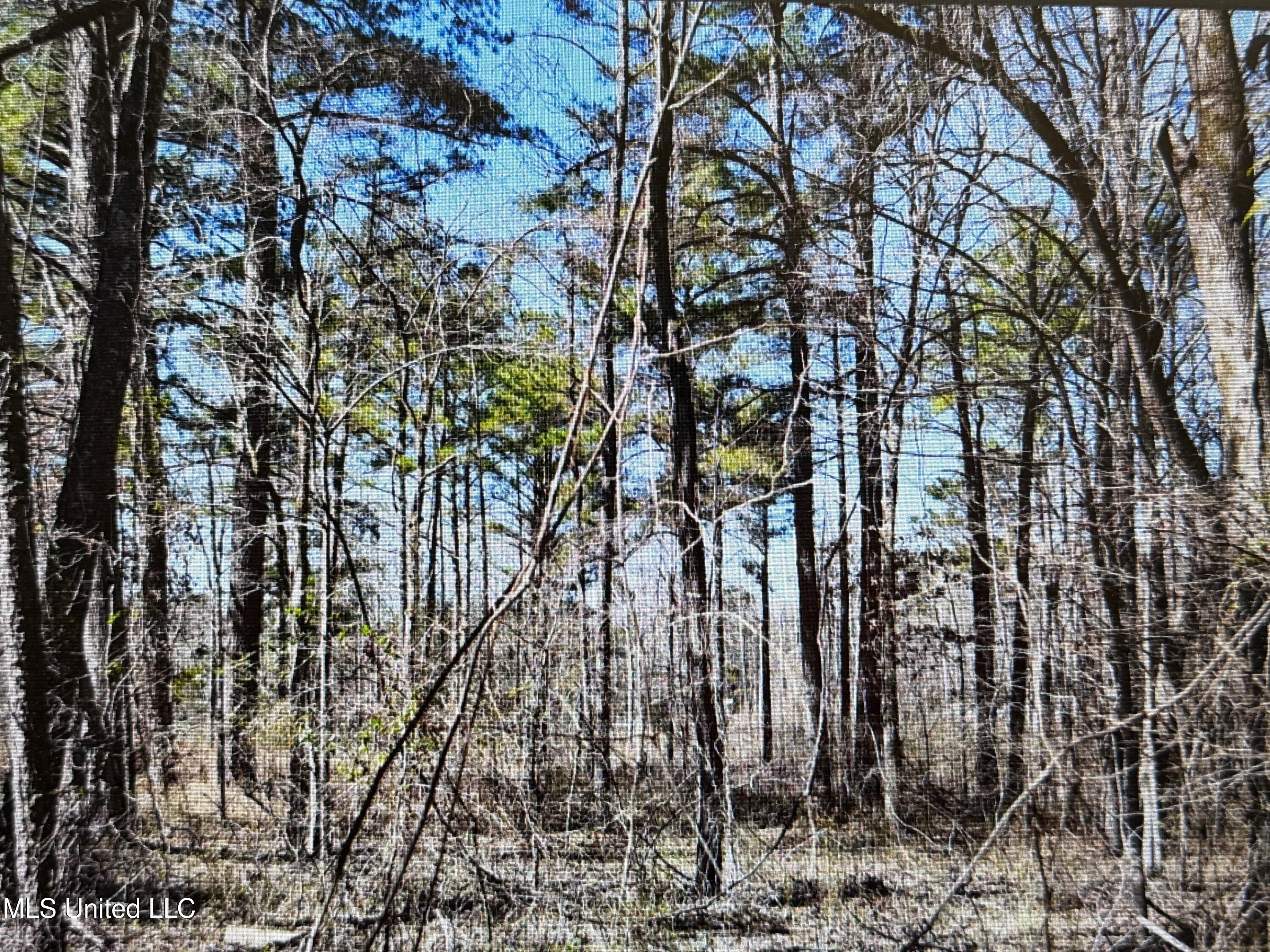 0 Red Hills Road Byhalia, MS 38611 - Photo 6 of 9 red hills 15