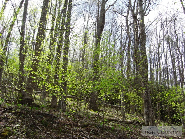 . Fox Cove Road North Boone, NC 28607 - Photo 1 of 1 Gallery Image 1