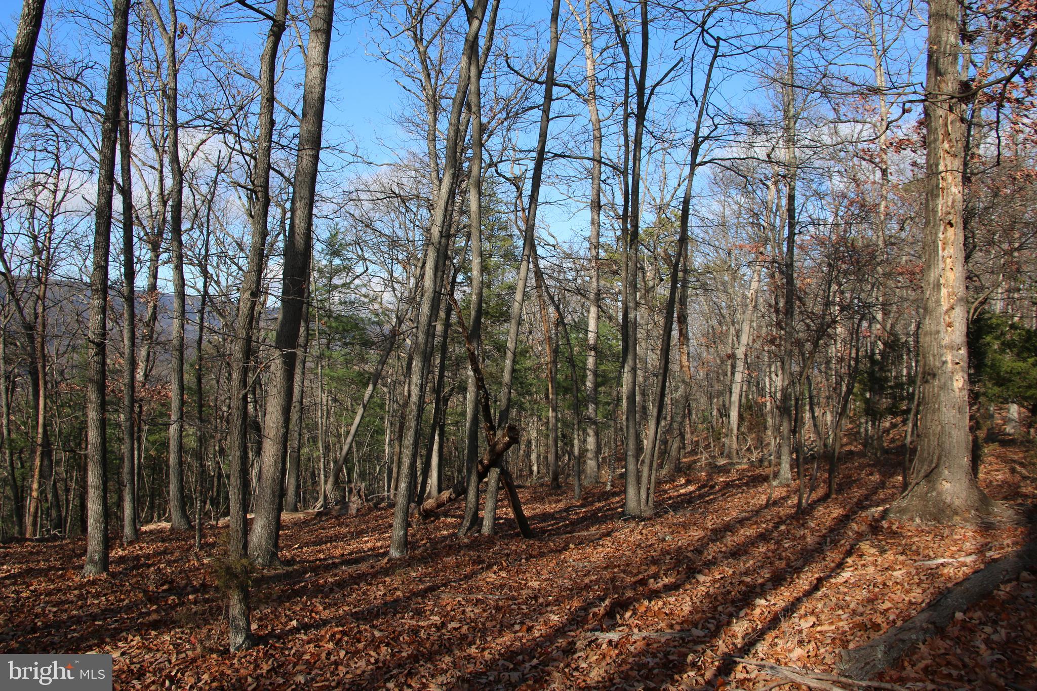 Supinlick Ridge Rd Mount Mount Jackson, VA 22842 - Photo 13 of 19