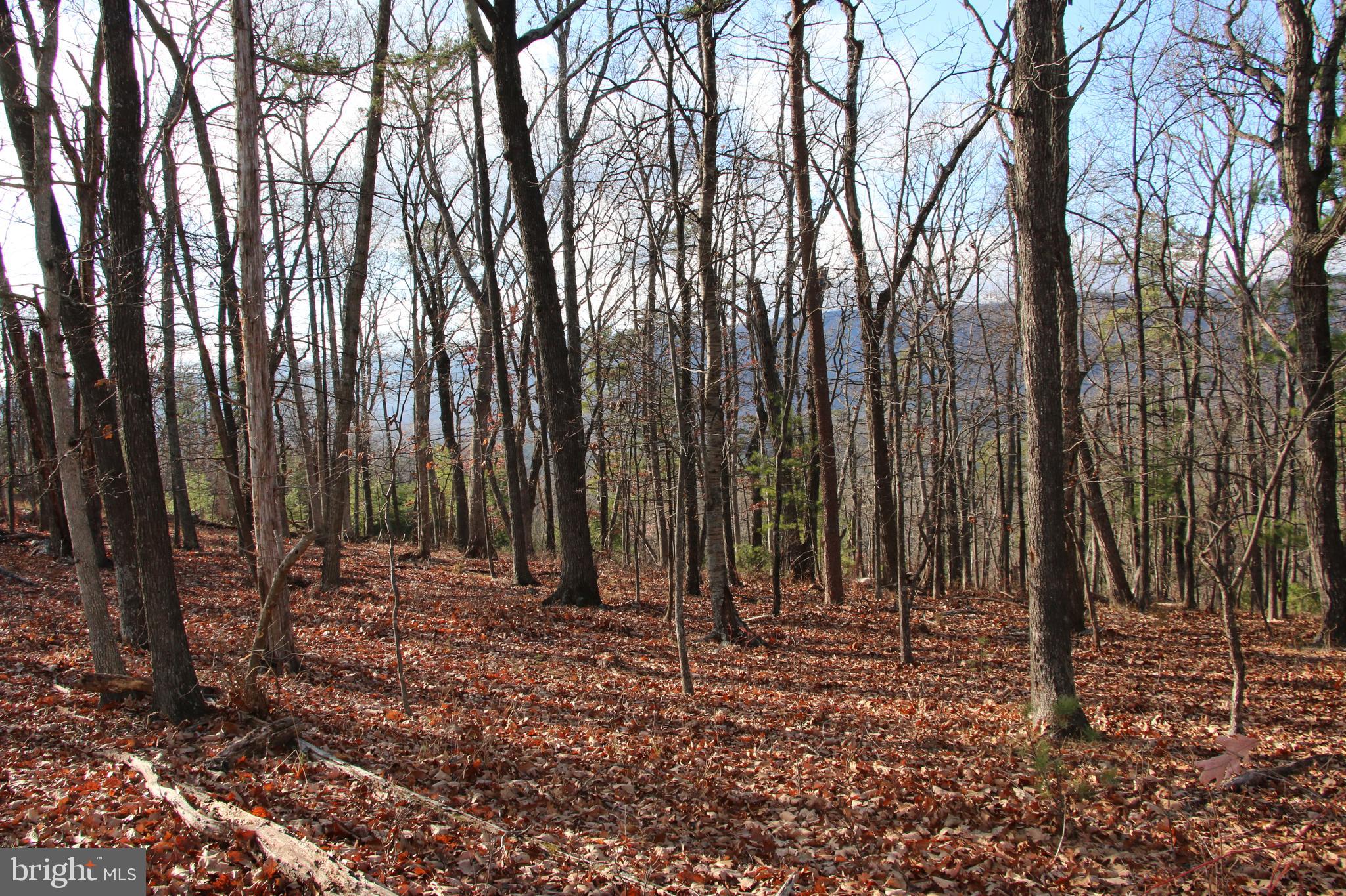 Supinlick Ridge Rd Mount Mount Jackson, VA 22842 - Photo 4 of 19