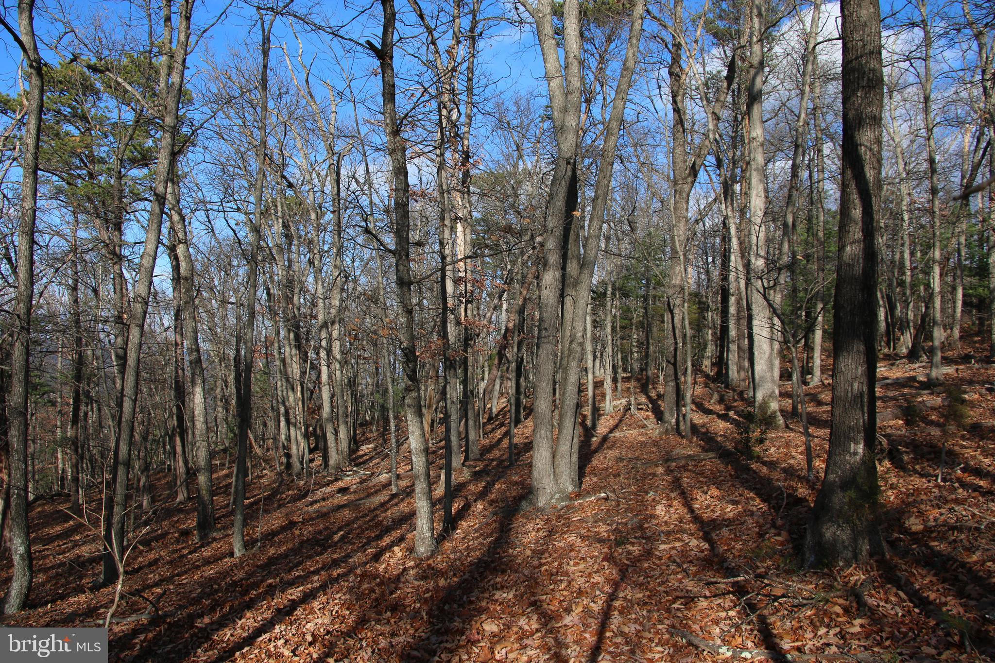 Supinlick Ridge Rd Mount Mount Jackson, VA 22842 - Photo 7 of 19