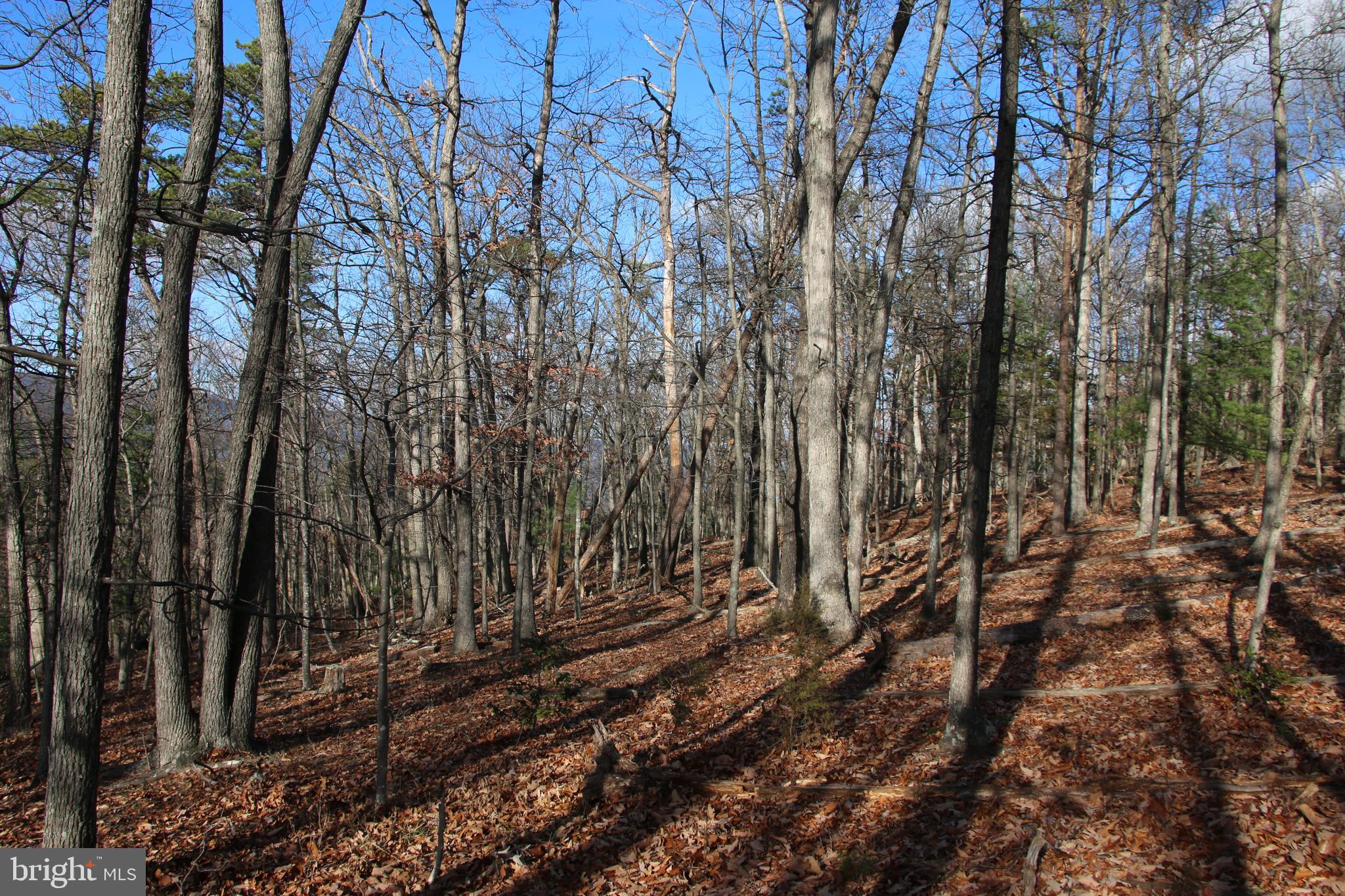 Supinlick Ridge Rd Mount Mount Jackson, VA 22842 - Photo 8 of 19