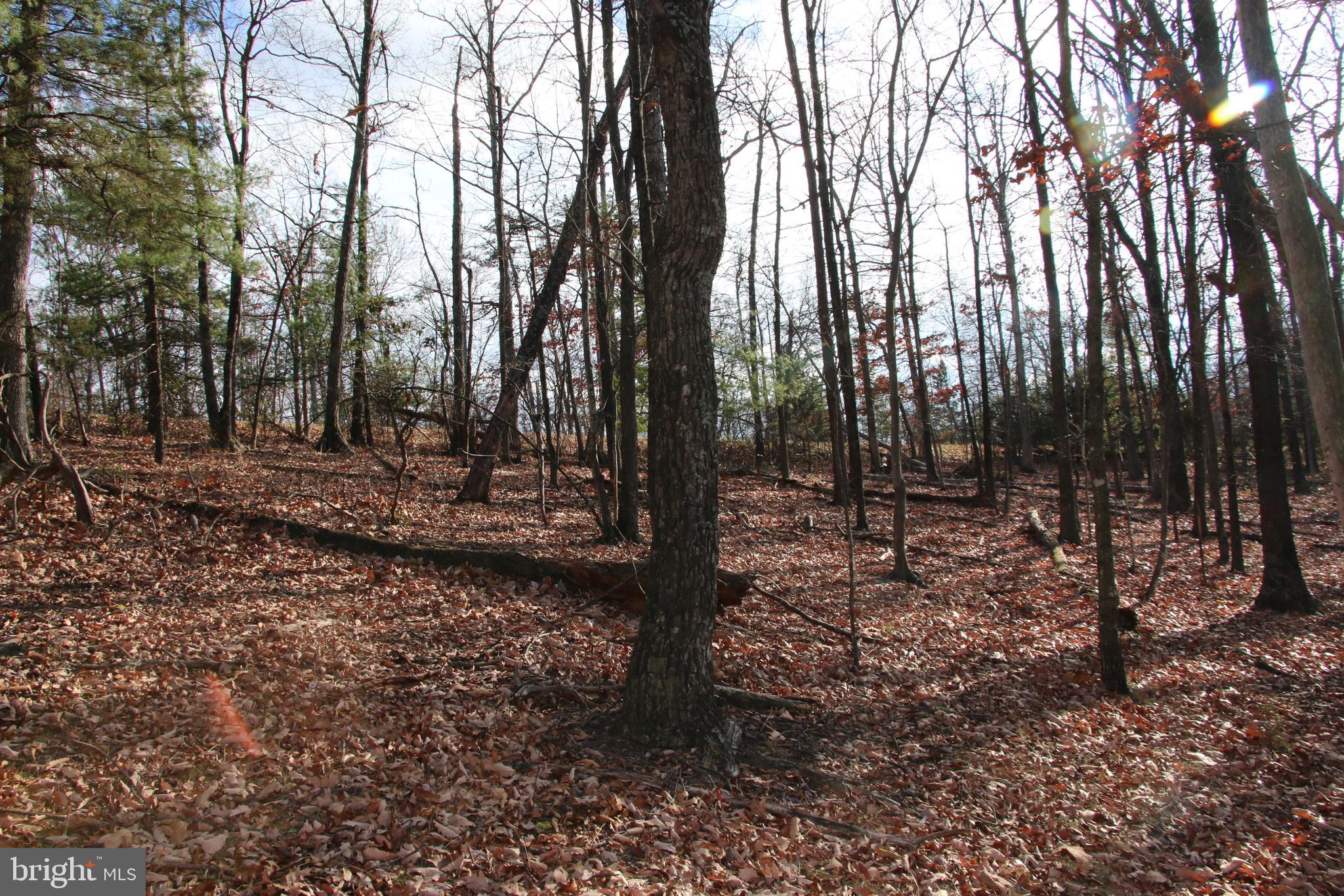 Supinlick Ridge Rd Mount Mount Jackson, VA 22842 - Photo 10 of 19