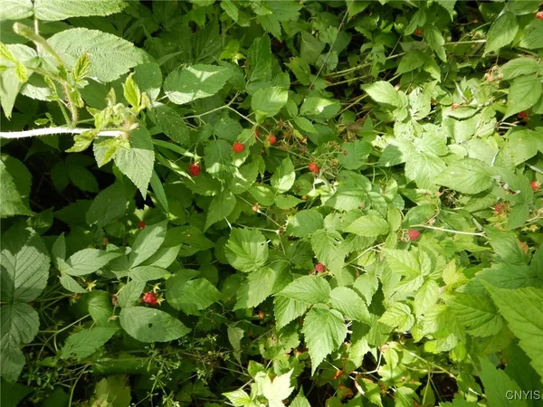 $274,900 | Bull Hill Road, Newfield, NY 14867