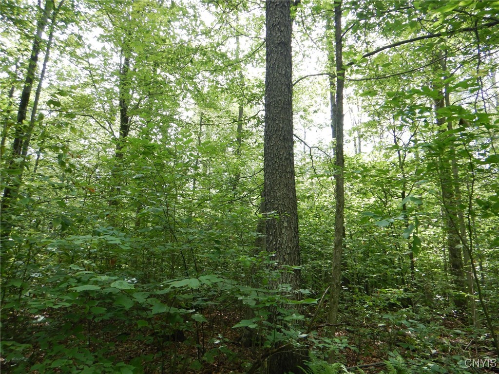 Bull Hill Road Newfield, NY 14867 - Photo 17 of 22