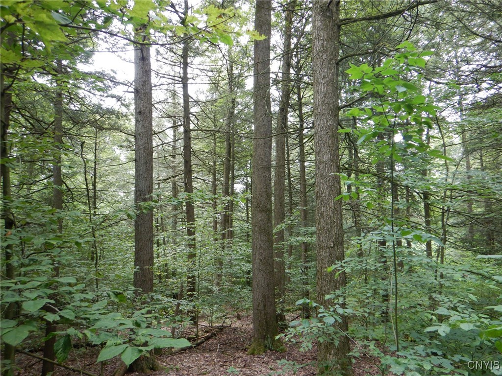 Bull Hill Road Newfield, NY 14867 - Photo 18 of 22