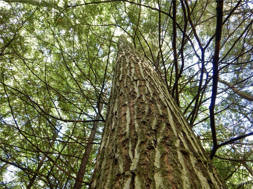 Bull Hill Road Newfield, NY 14867 - Photo 19 of 22