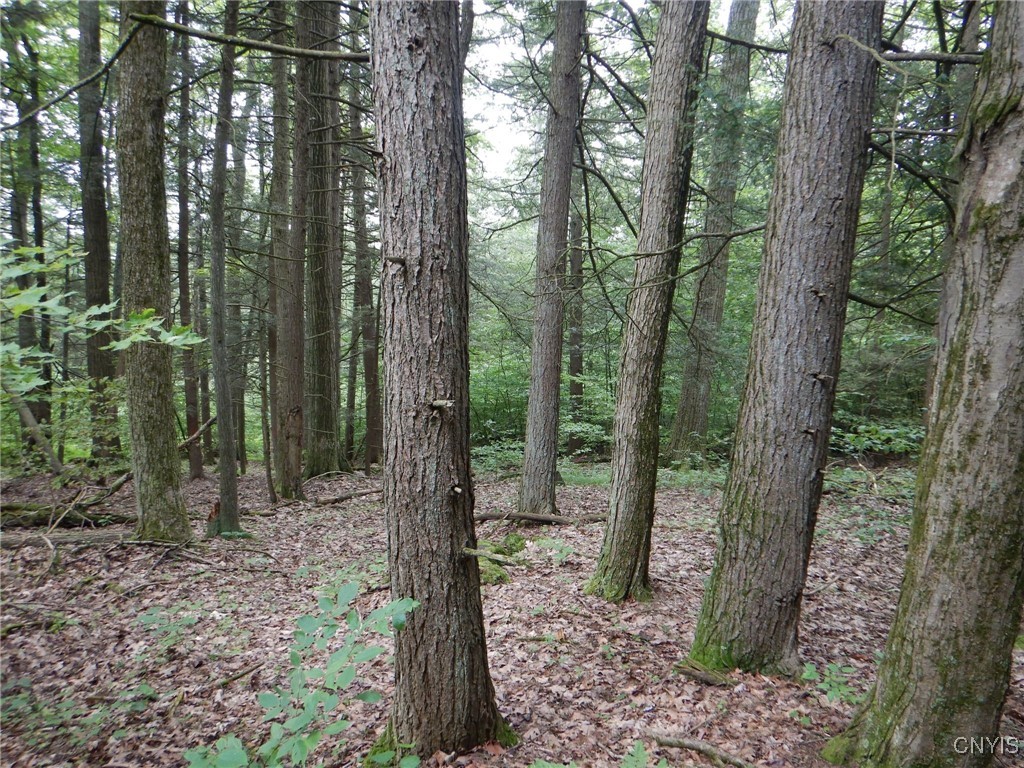 Bull Hill Road Newfield, NY 14867 - Photo 4 of 22