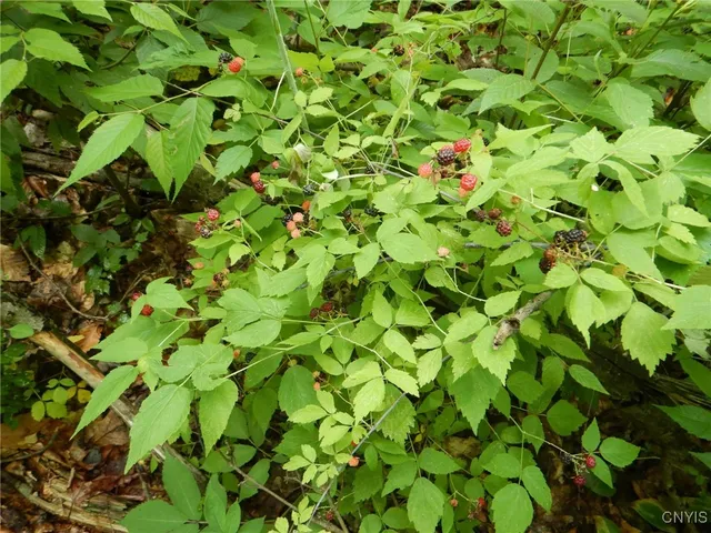 $274,900 | Bull Hill Road, Newfield, NY 14867