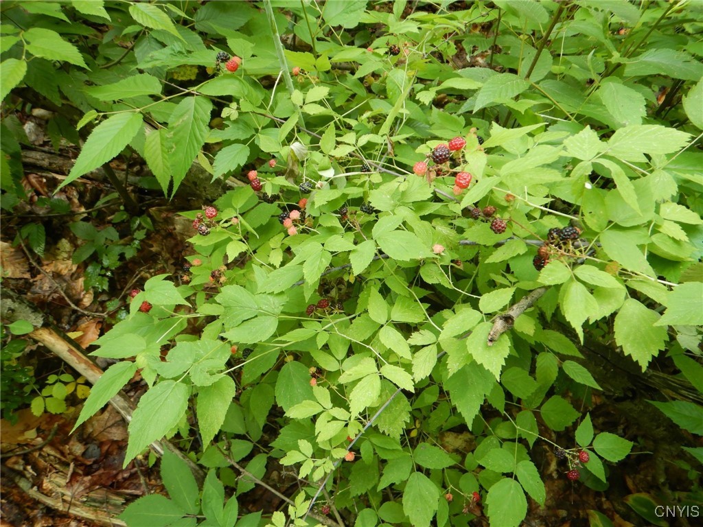 Bull Hill Road Newfield, NY 14867 - Photo 6 of 22