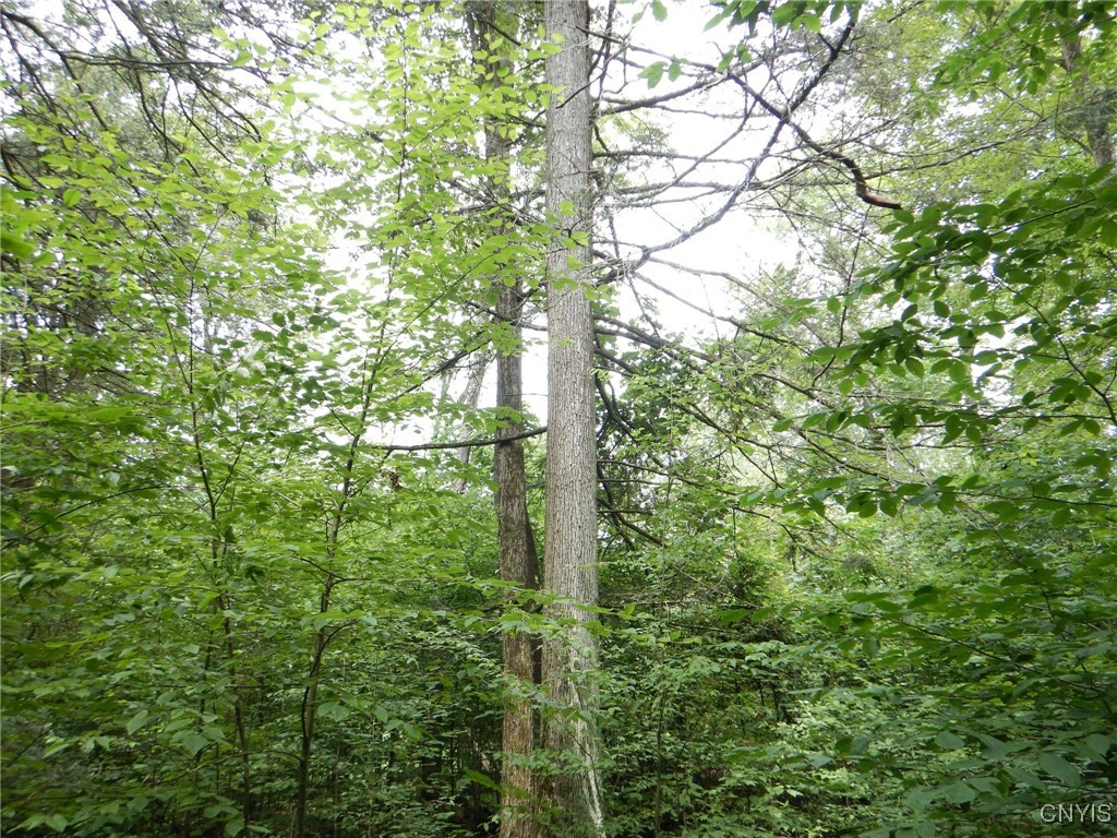 Bull Hill Road Newfield, NY 14867 - Photo 9 of 22