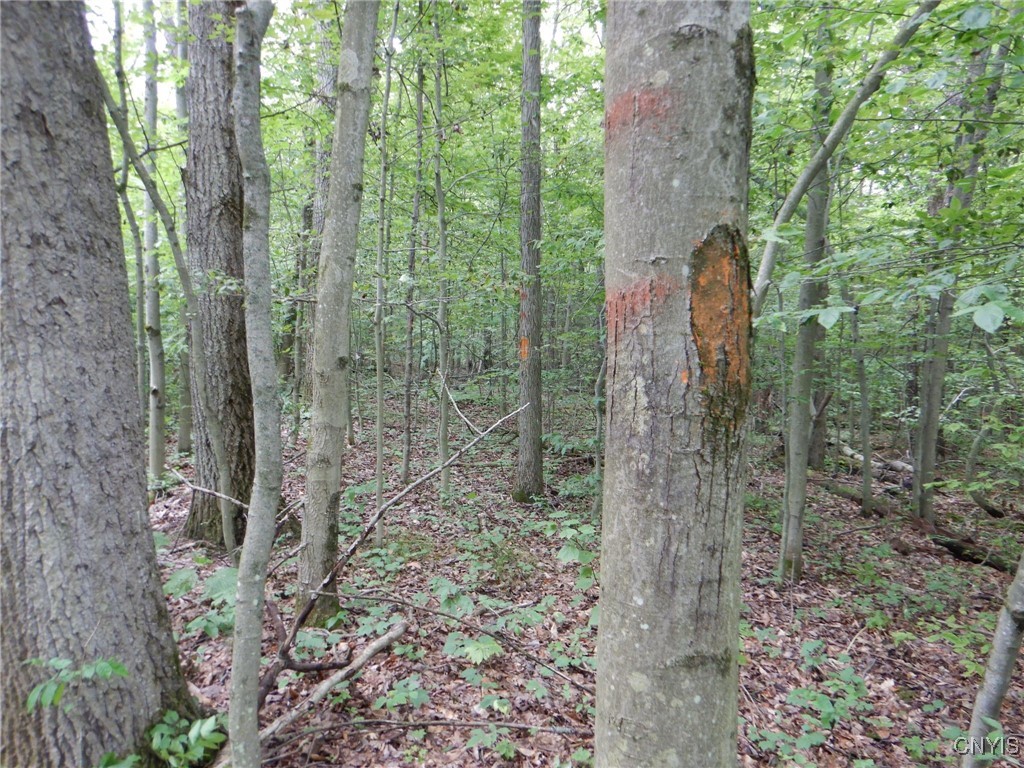 Bull Hill Road Newfield, NY 14867 - Photo 10 of 22