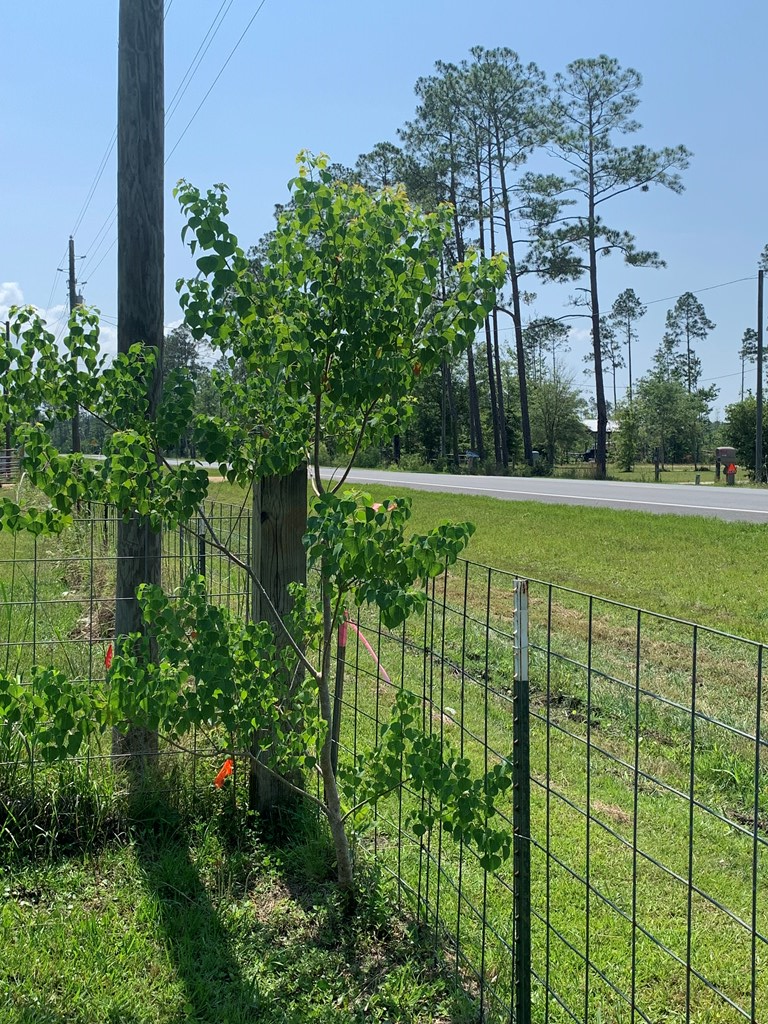 Lot 22 Doc Whitfield Road Wewahitchka, FL 32465 - Photo 22 of 28