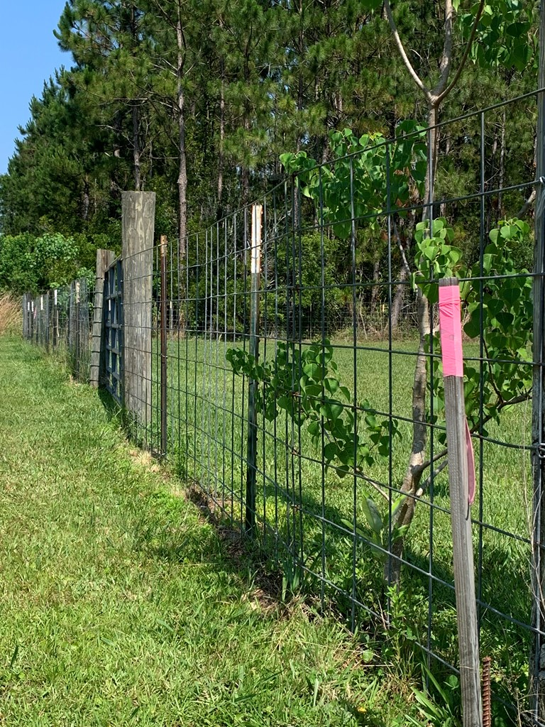 Lot 22 Doc Whitfield Road Wewahitchka, FL 32465 - Photo 4 of 28