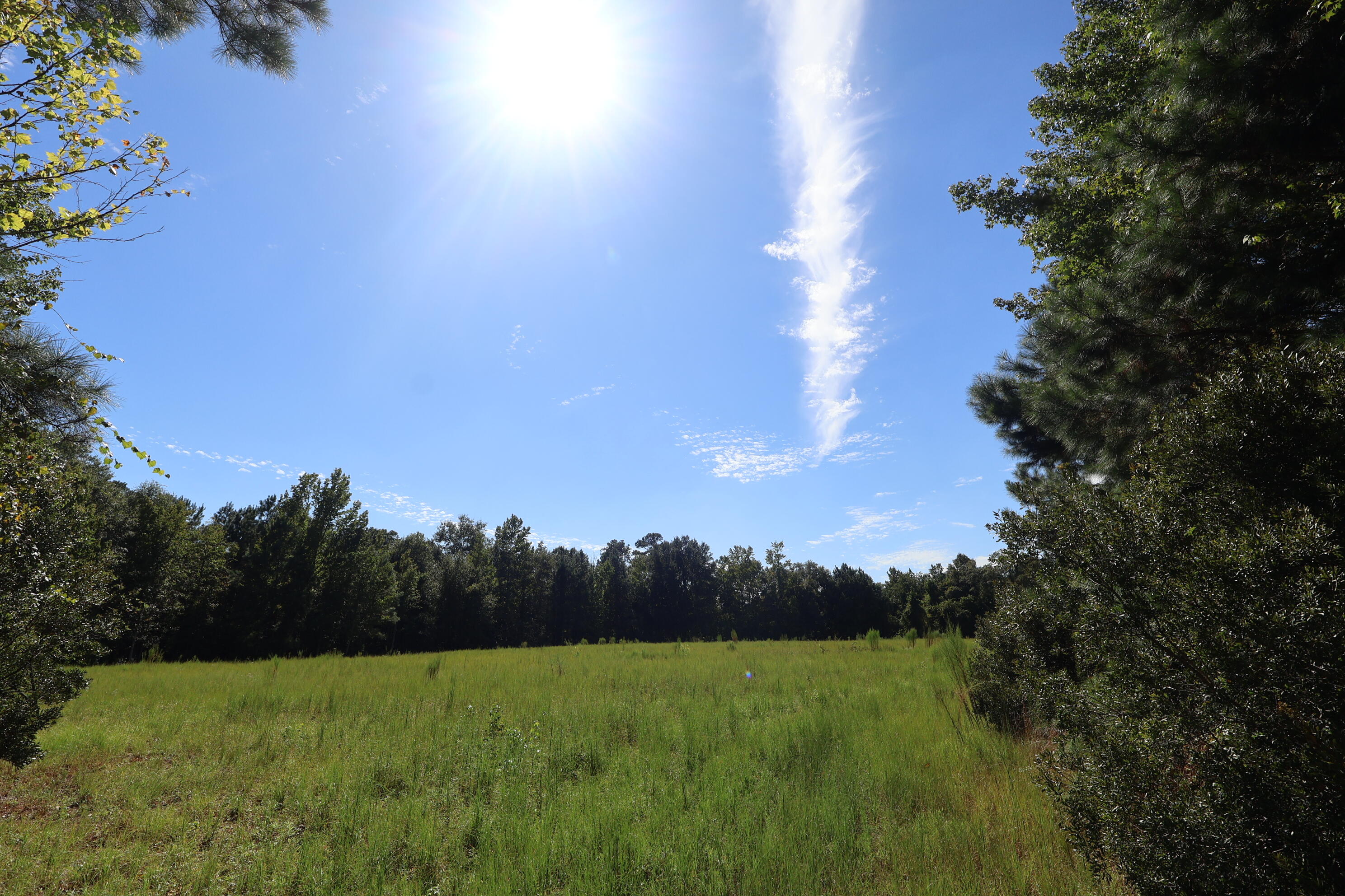 1349 Patton Road Manning, SC 29102 - Photo 2 of 13