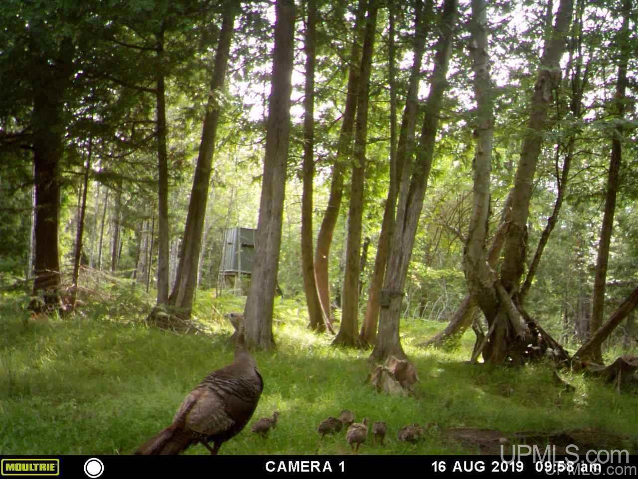 North Gaber Road North Street, MI 48049 - Photo 3 of 18